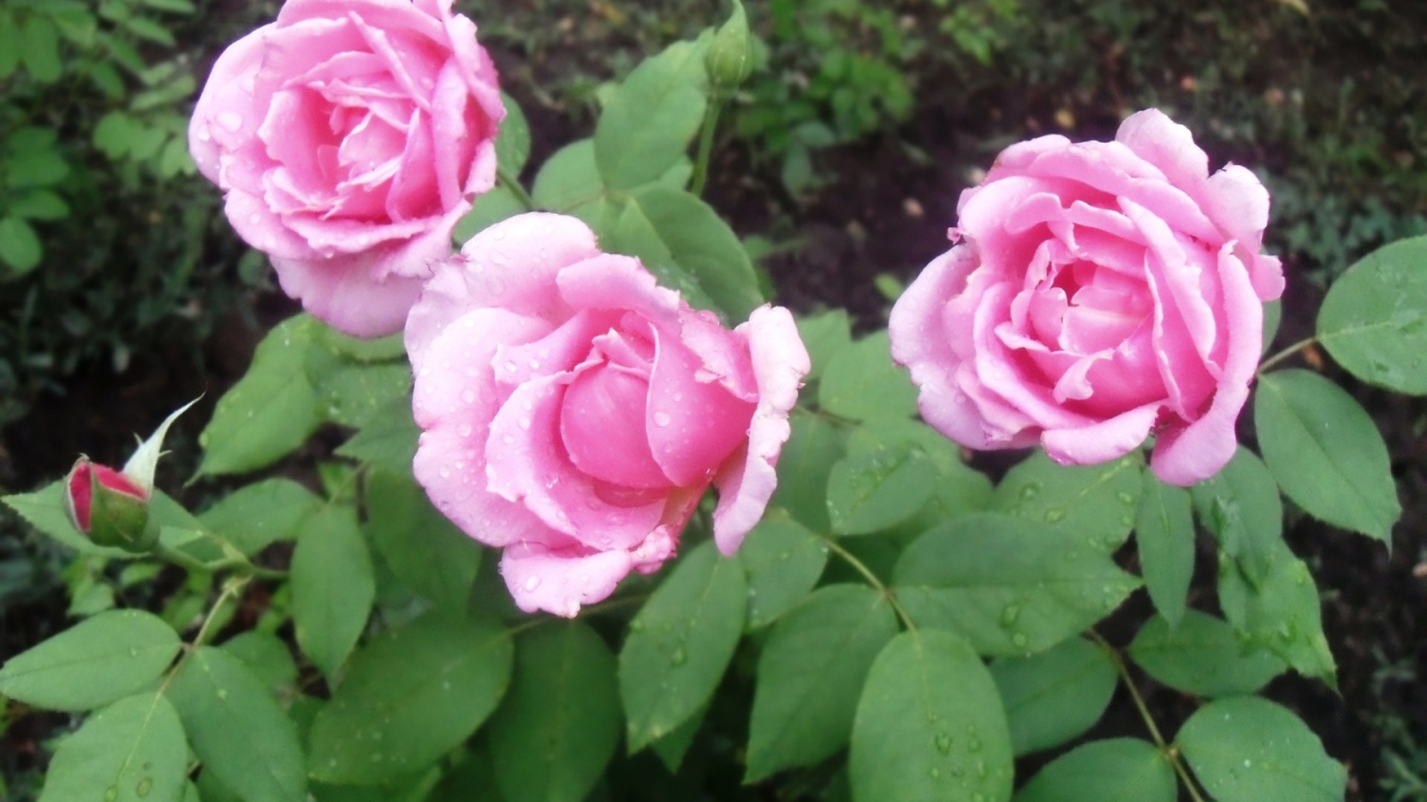 Три красивых цветка пион