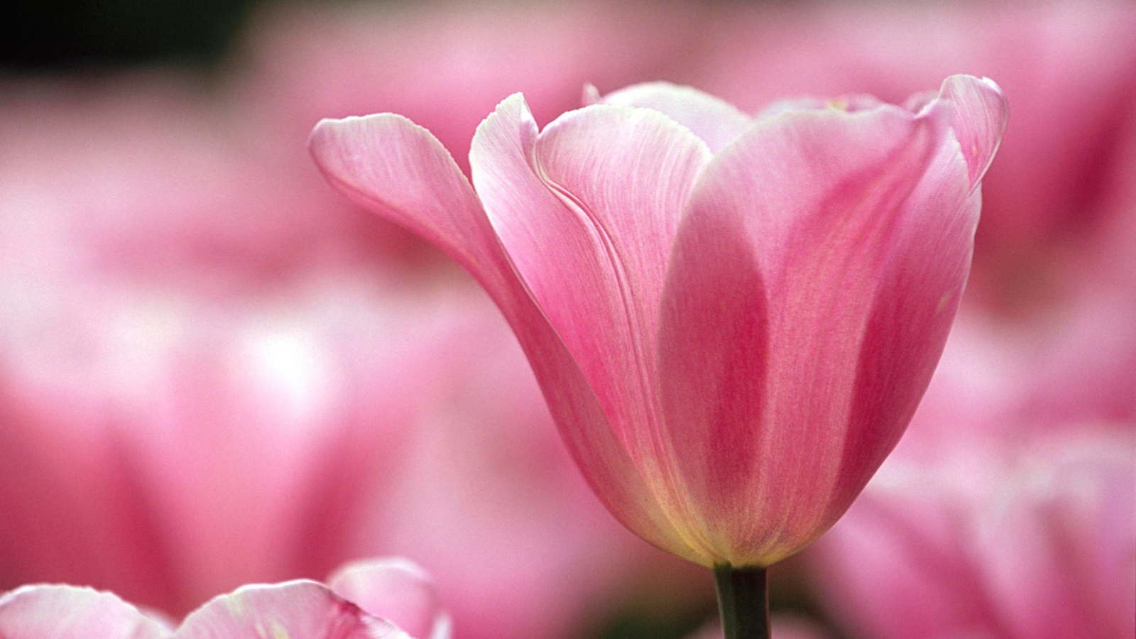 Распускающийся цветок в парке