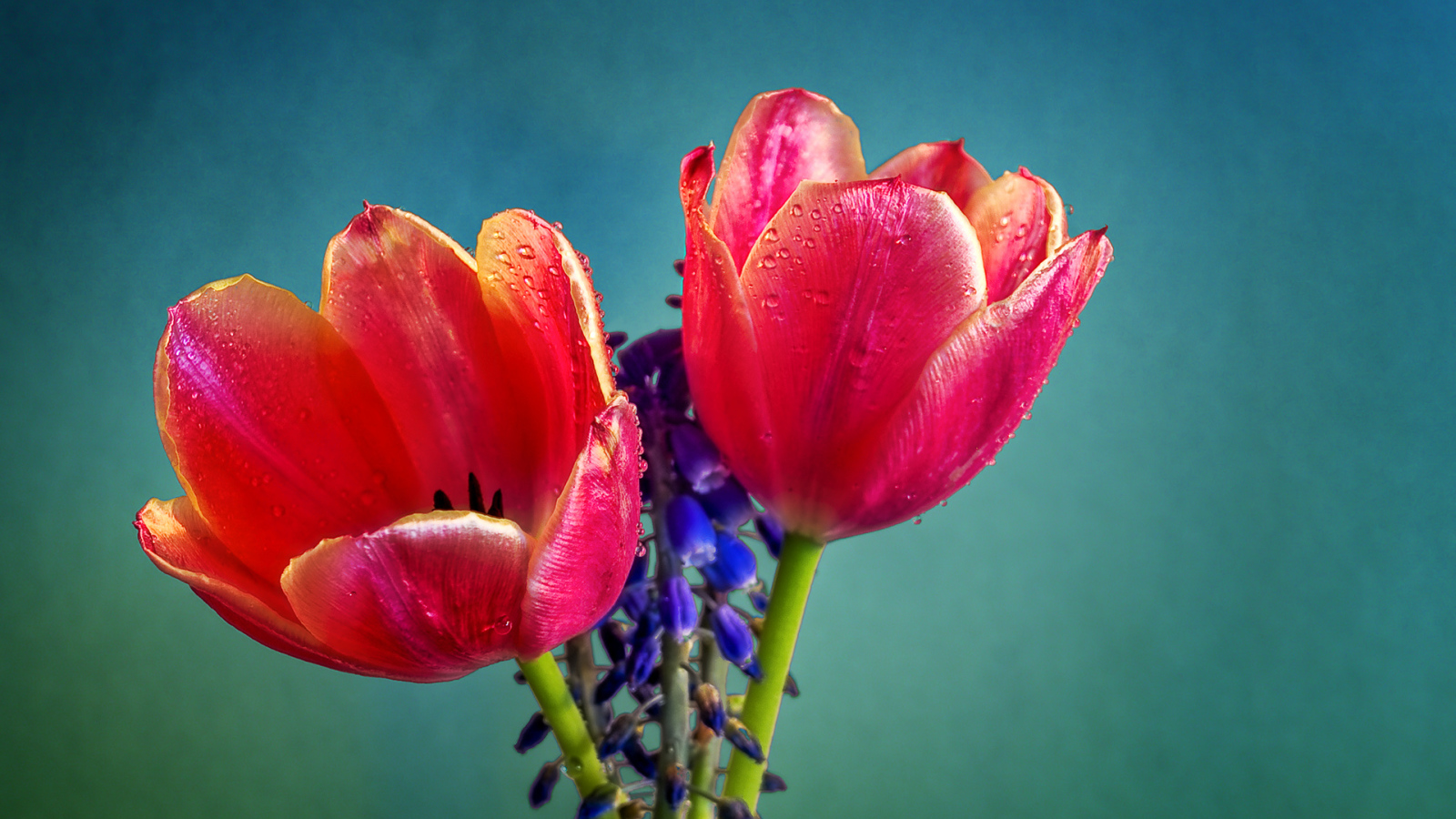 Два красных тюльпана