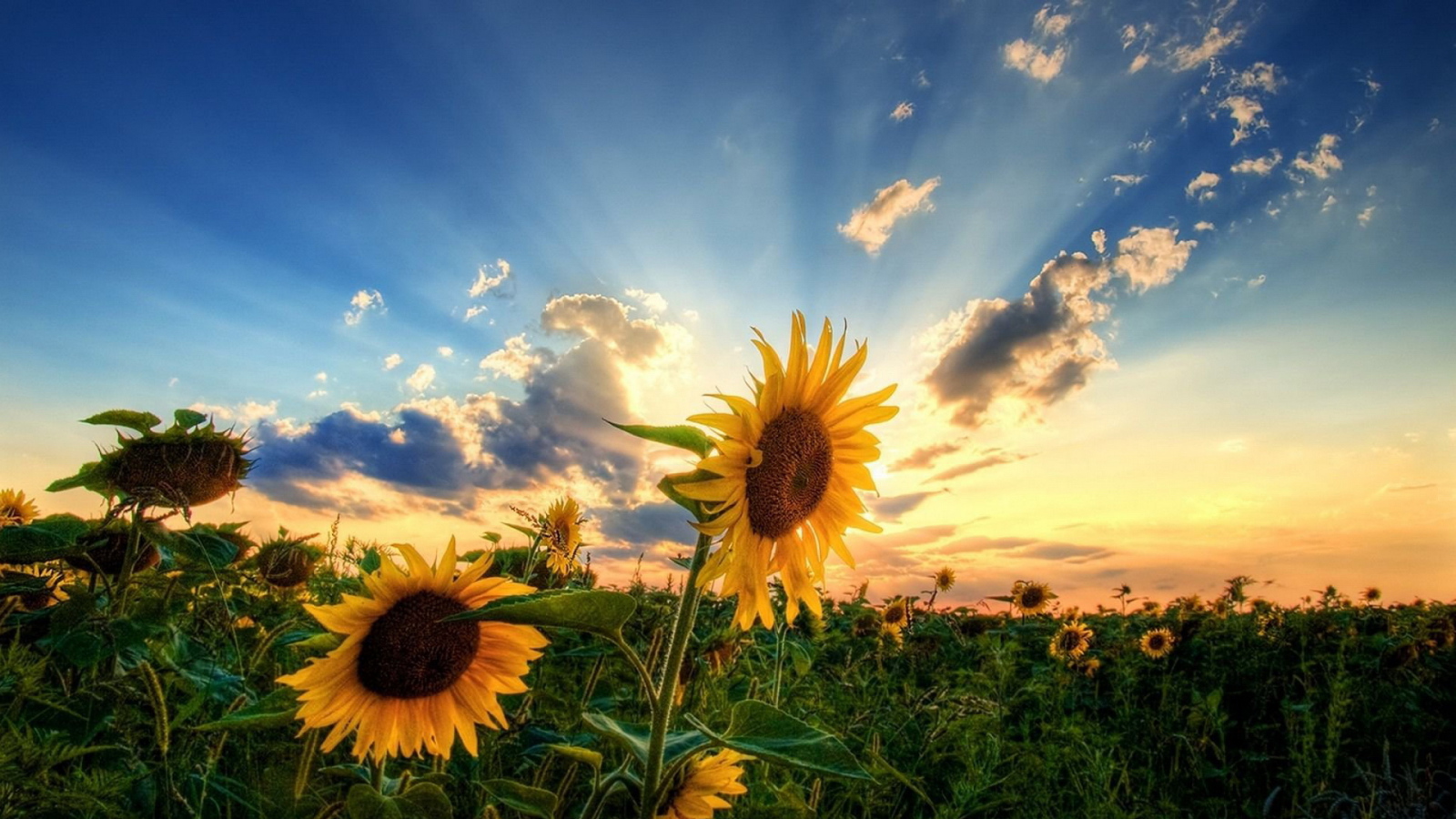 Два подсолнуха на зеленом поле