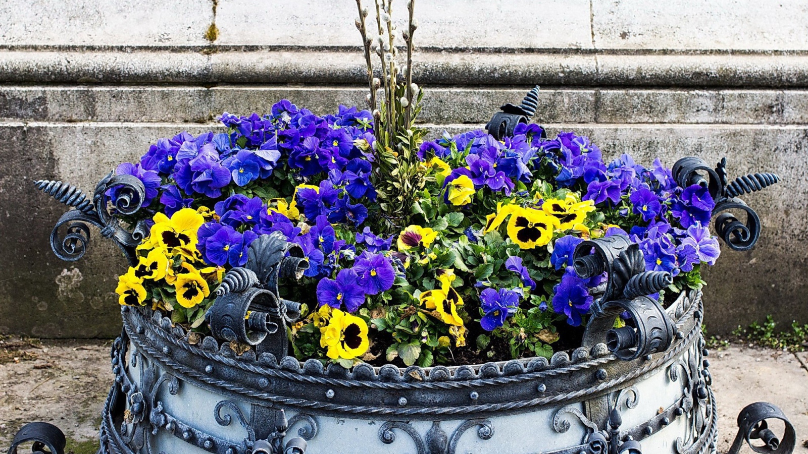 Цветы виола (фиалка,анютины глазки) весной