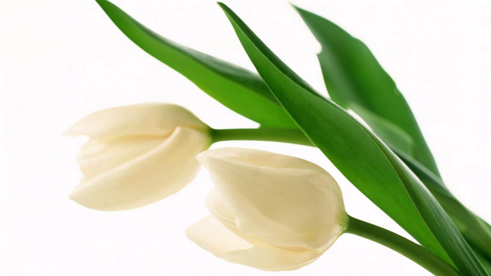 Белые бутоны