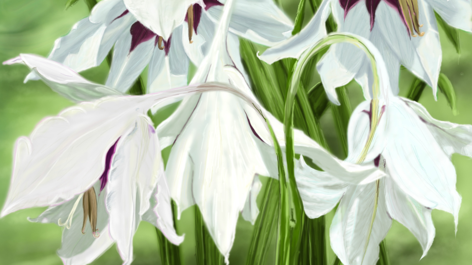 Белые цветы ирисы