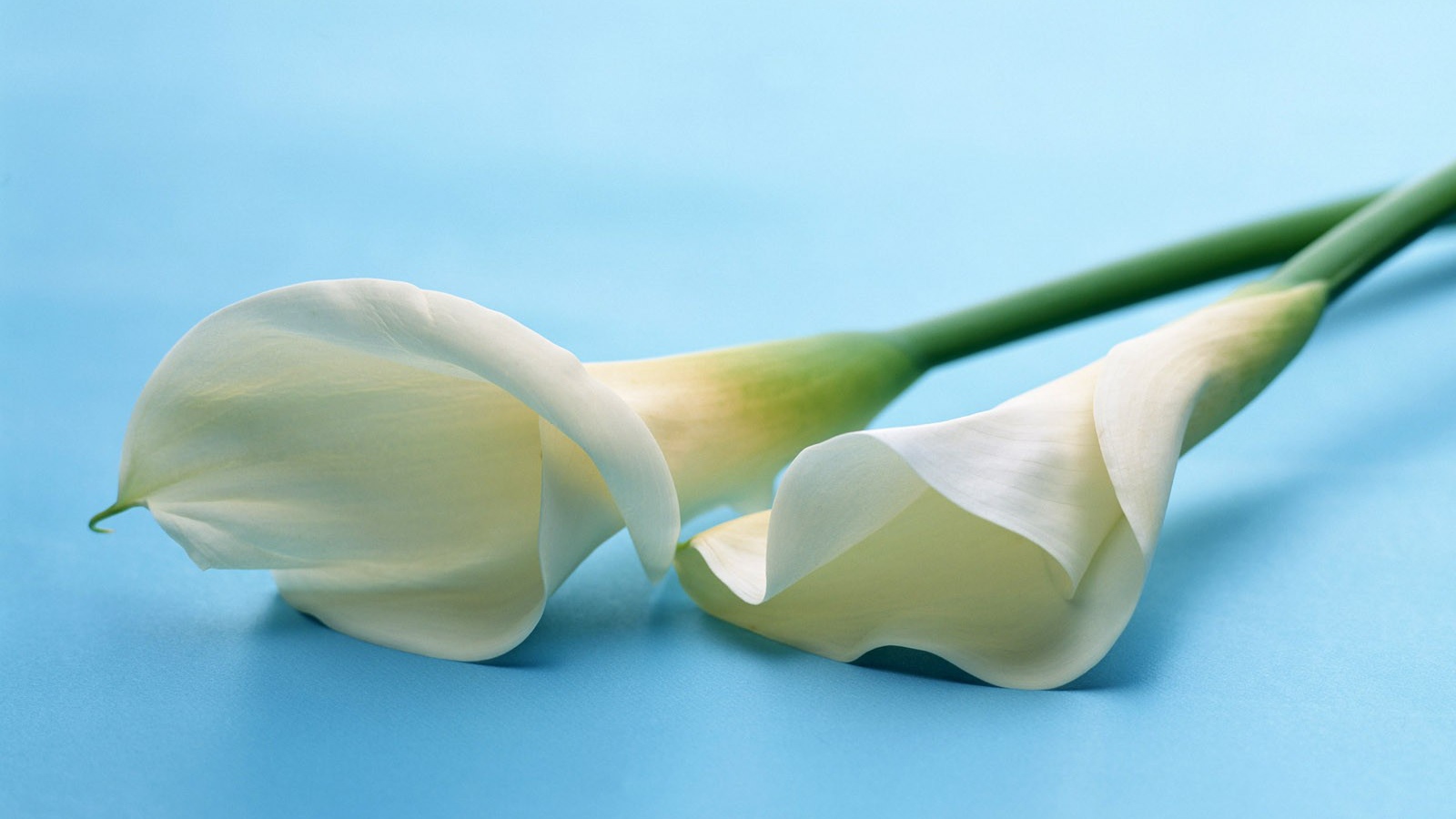 Белые цветы на белом фоне