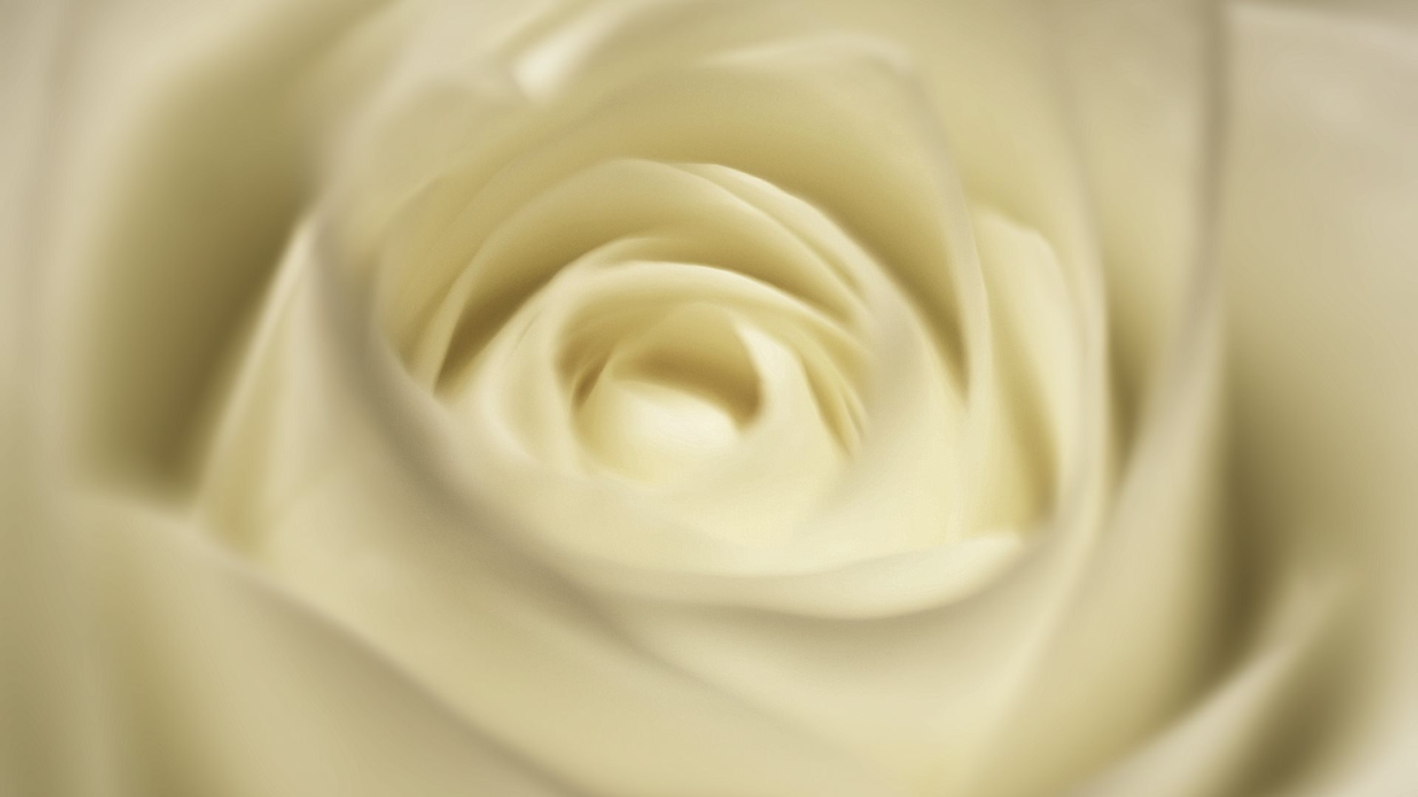 Белая роза, сердцевина крупным планом