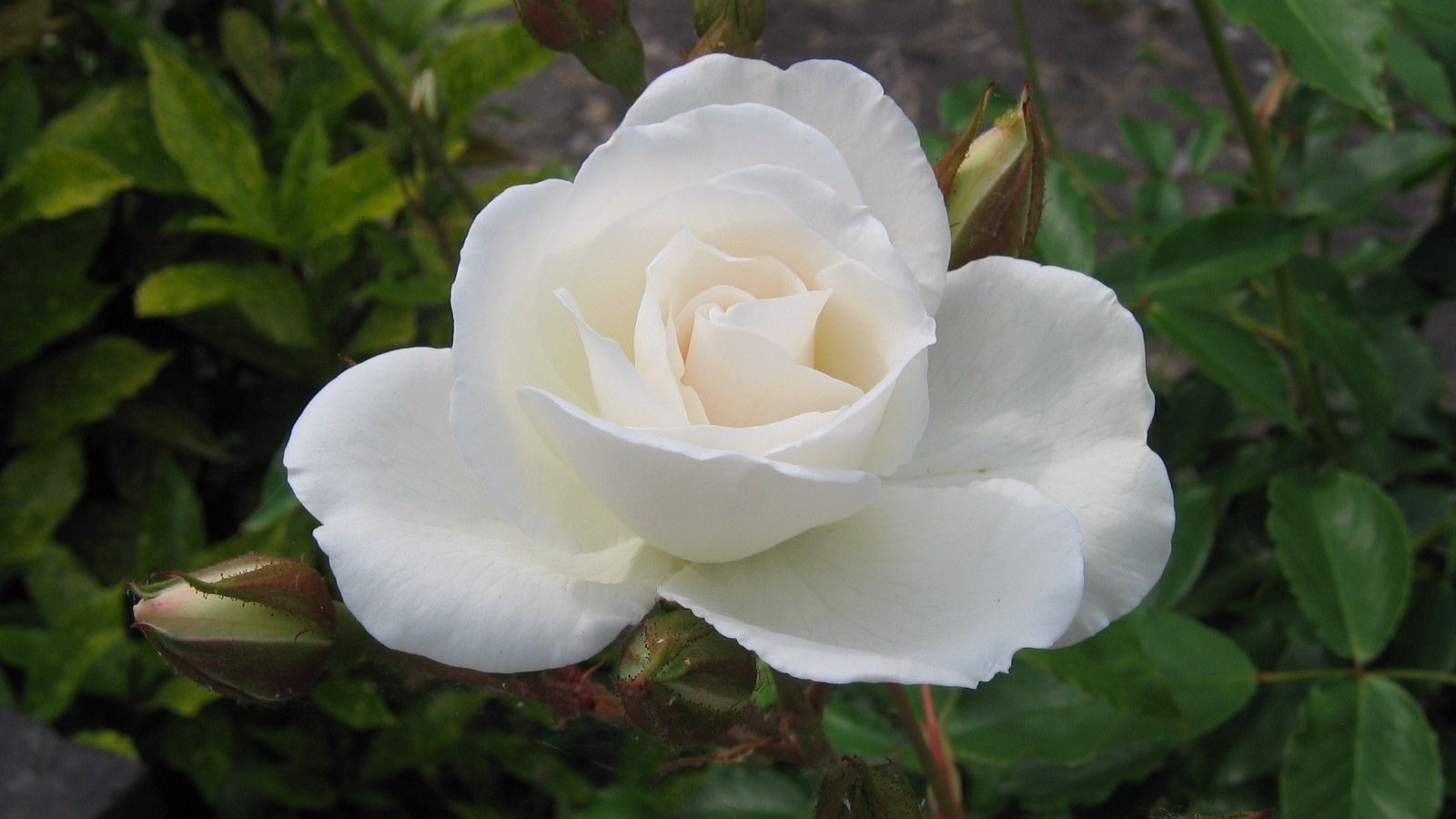 Белая роза и бутон