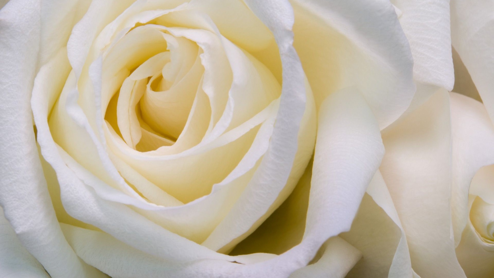 Белые розы крупным планом