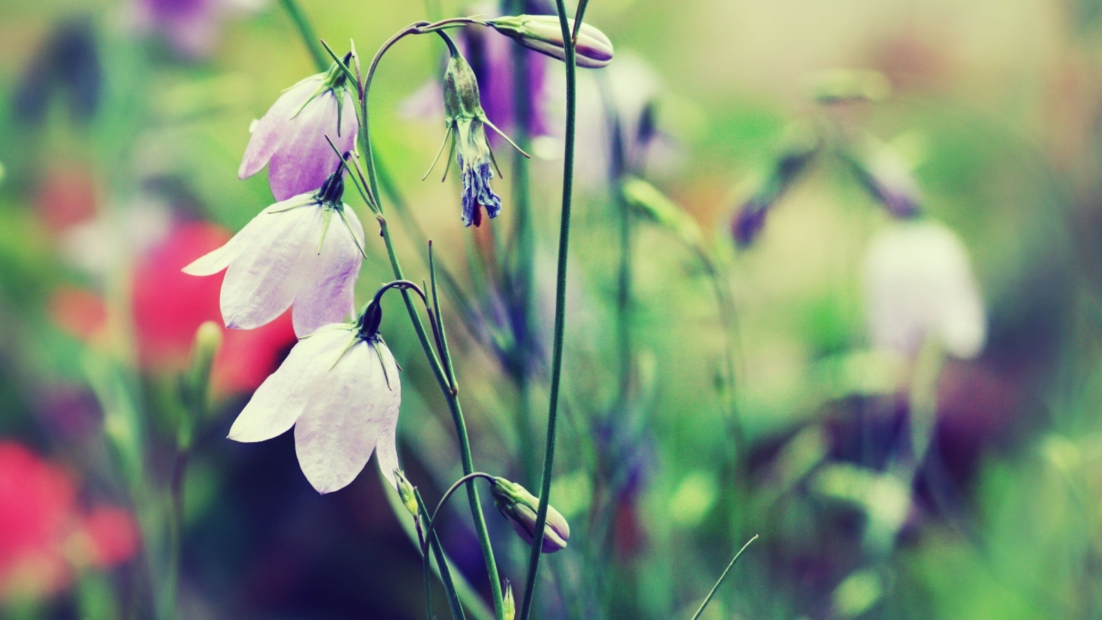 Полевые цветы колокольчики