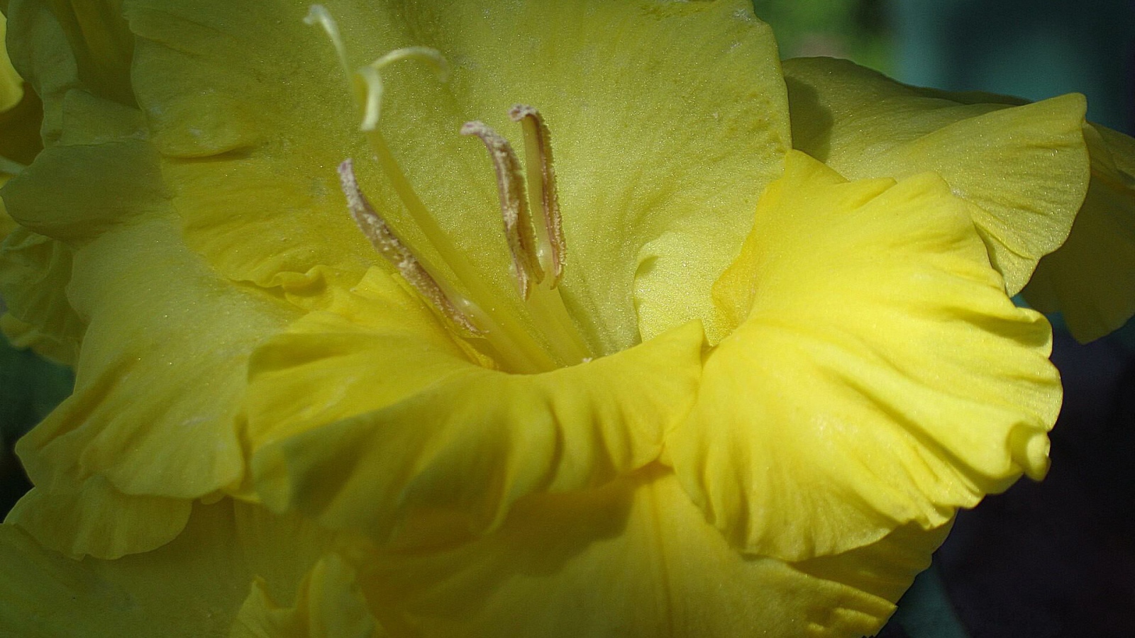 Цветок желтого гладиолуса