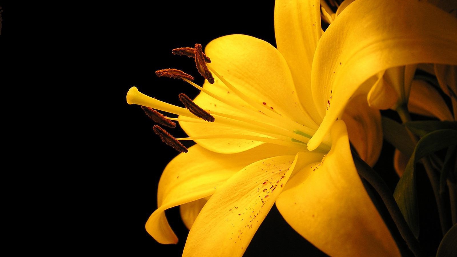 Желтая лилия 