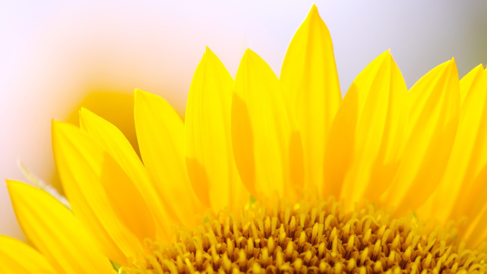 Желтые лепестки цветка подсолнуха