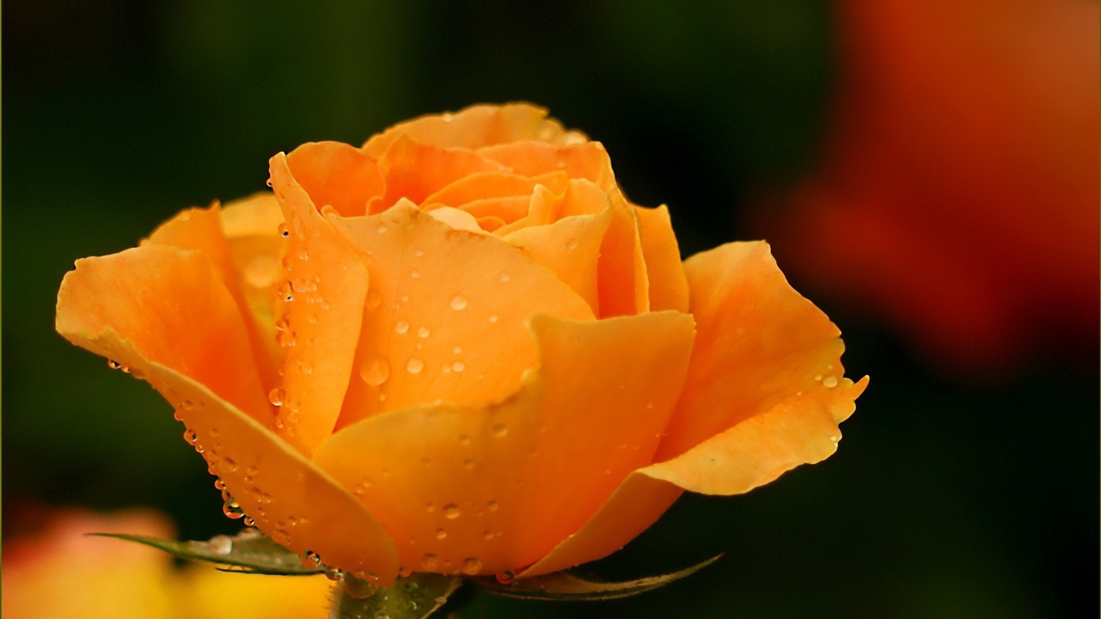 Жёлтая роза в саду после дождя