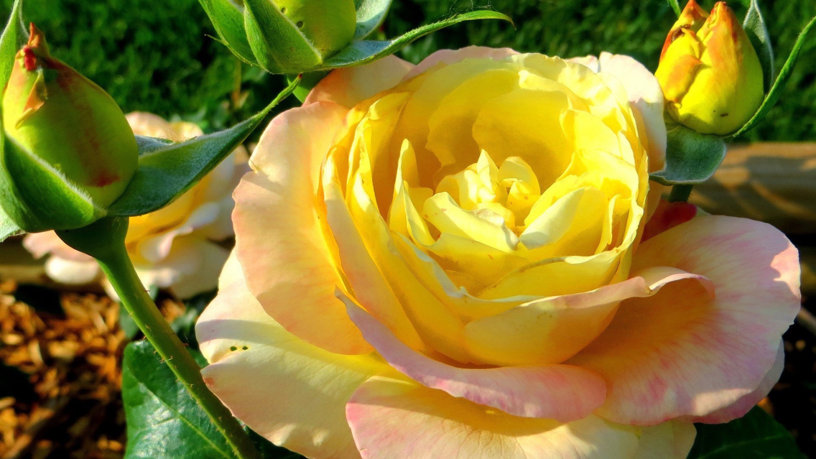 Жёлтая роза на лужайке
