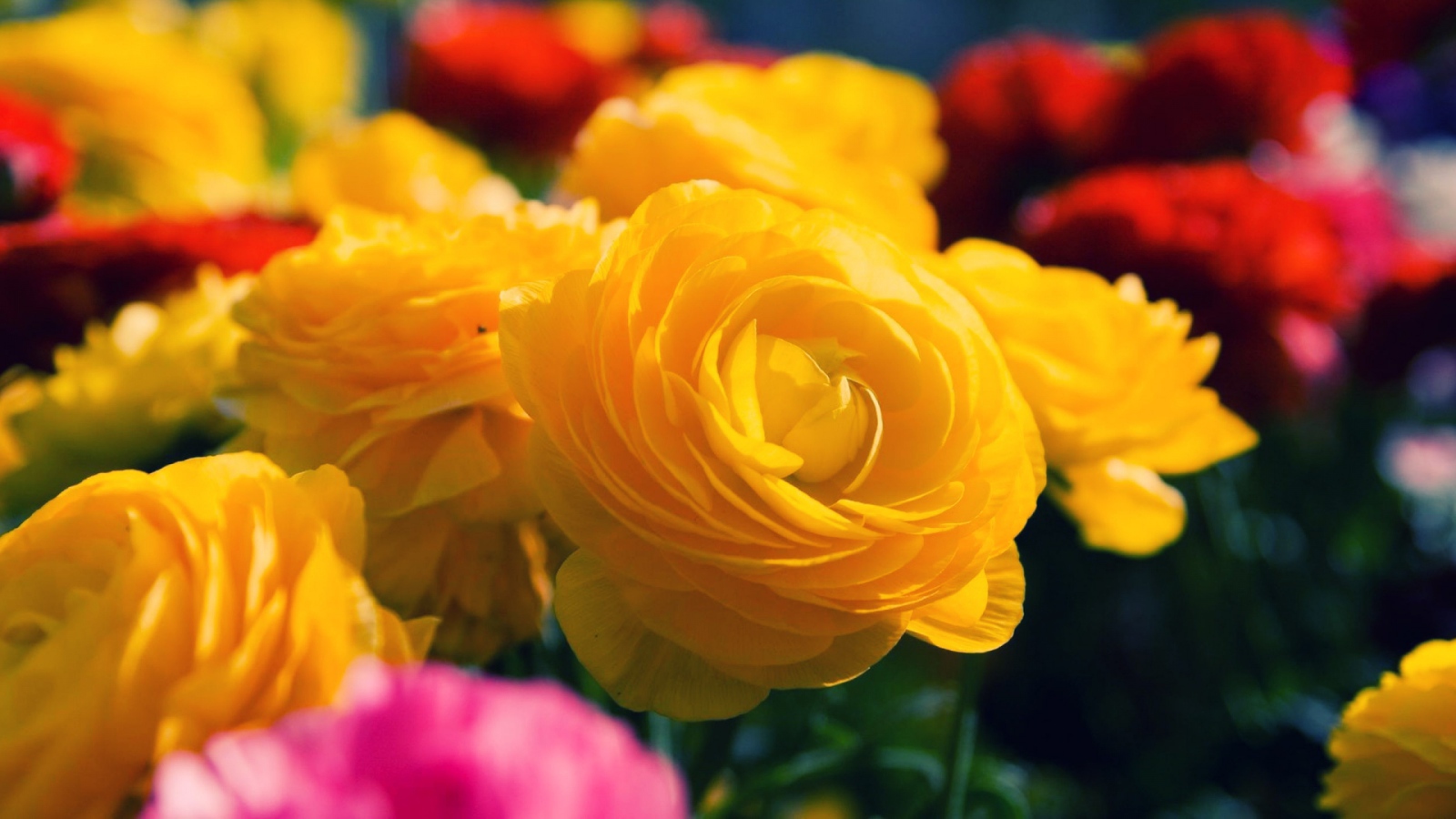 Жёлтые розы распустились в саду