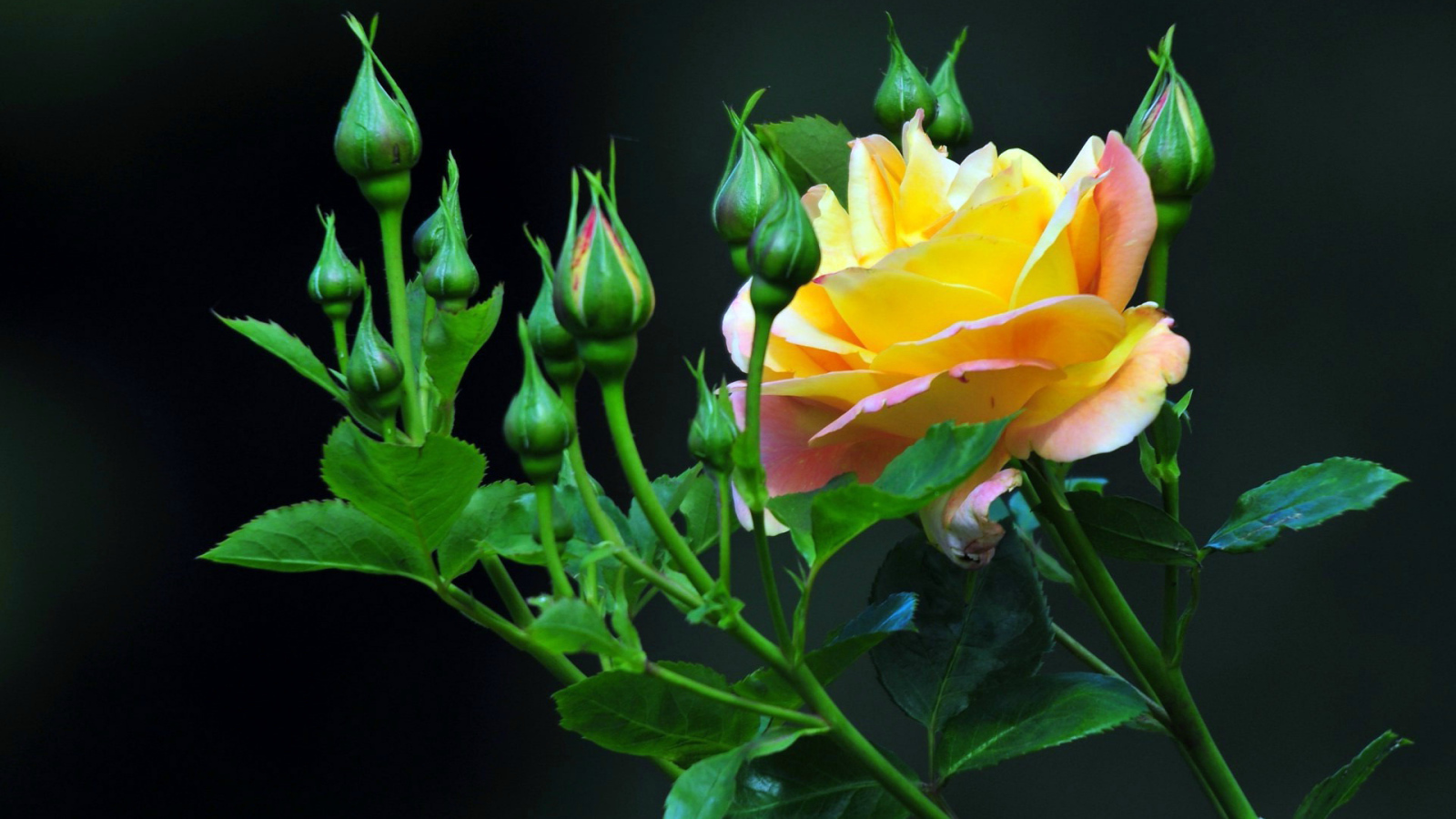 Жёлтые розы на тёмном фоне