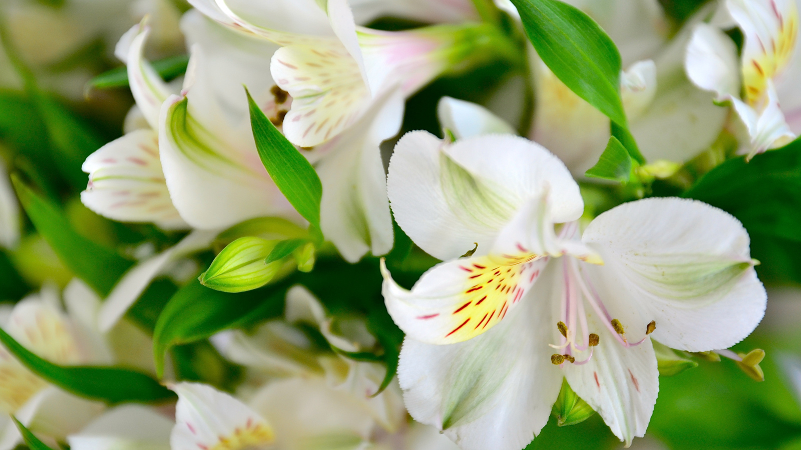 Молодые белые лилии