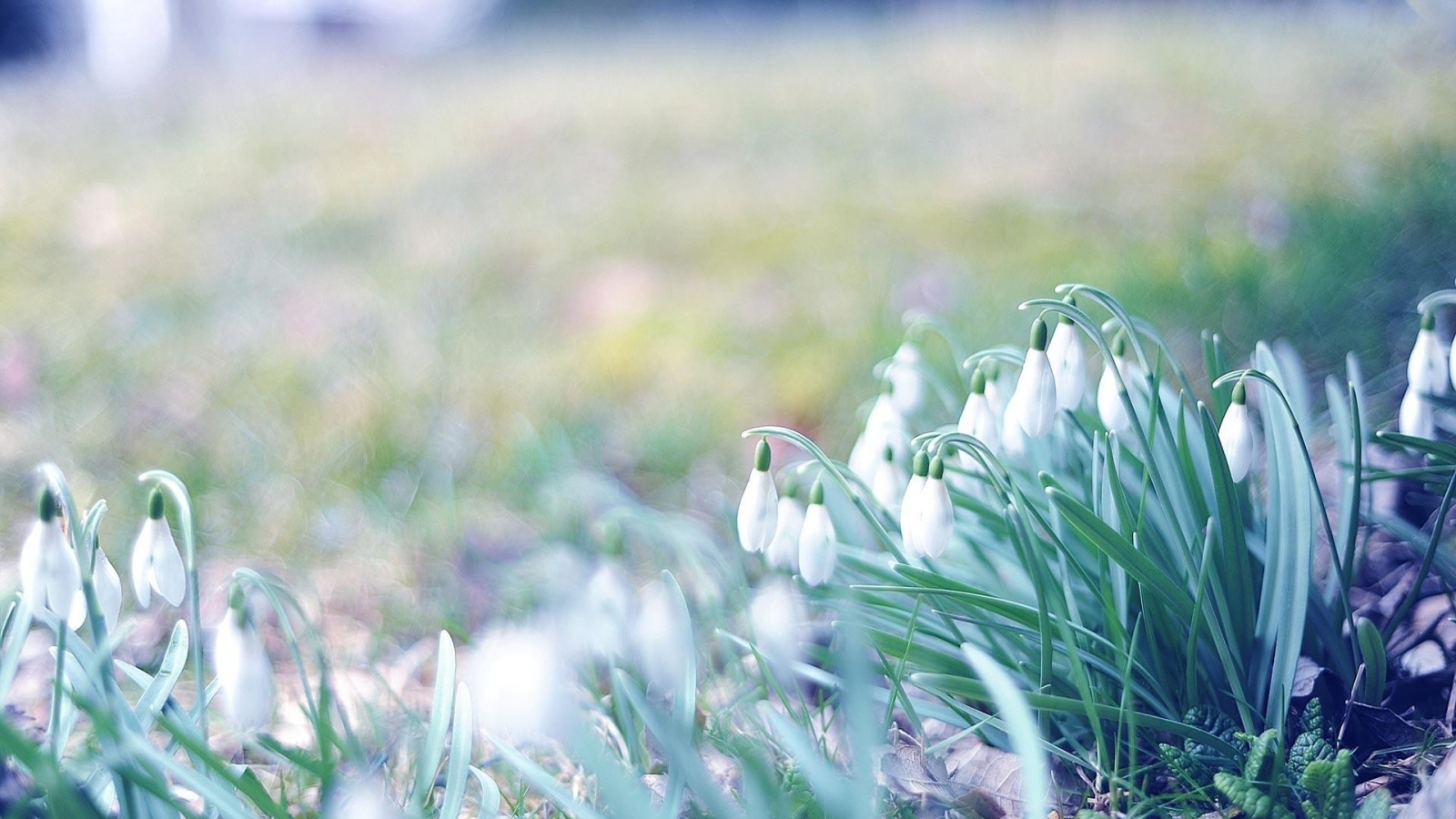 Первые подснежники весной