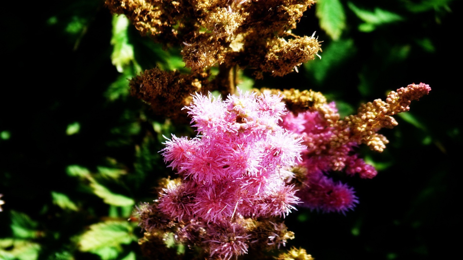 Ветка розовых цветков