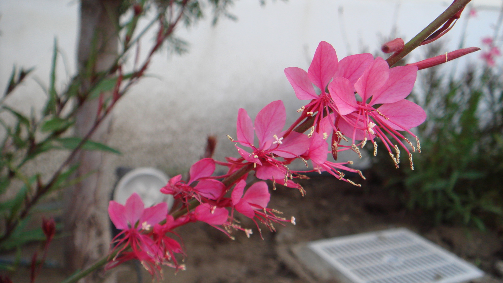 Ветка с розовыми цветками