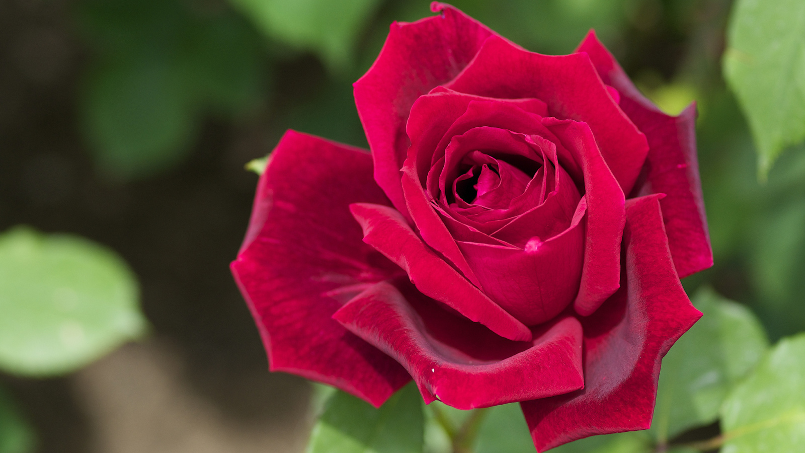 Большая красная роза