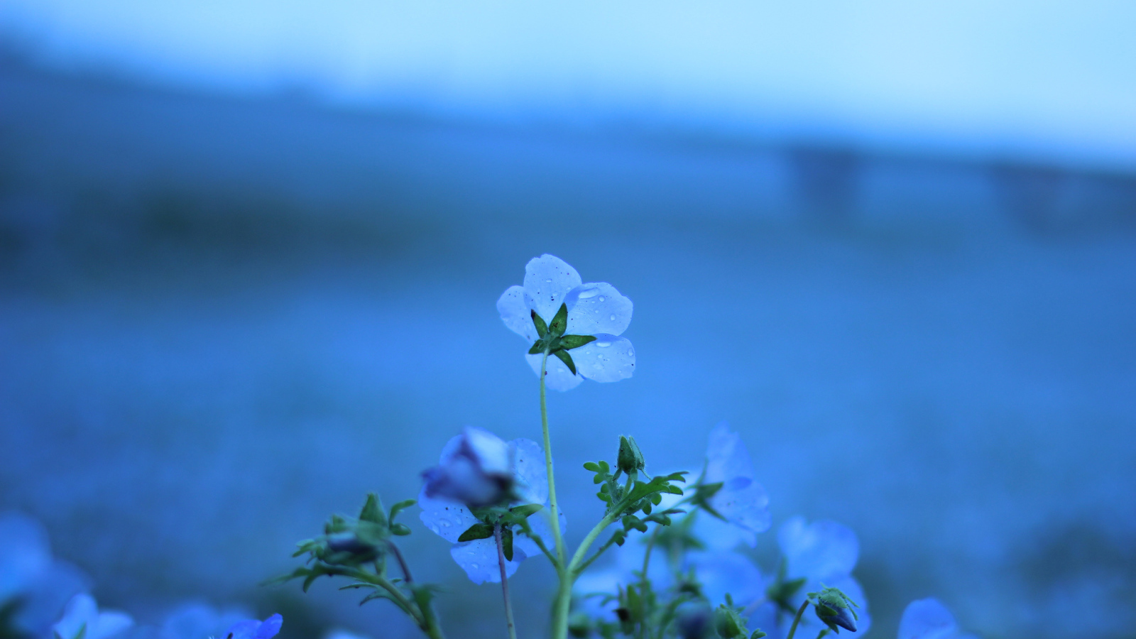 Голубые цветы