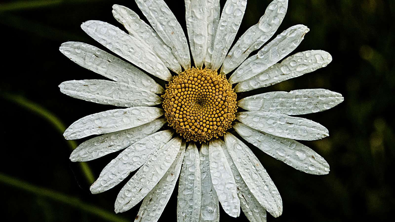 Ромашка с каплями