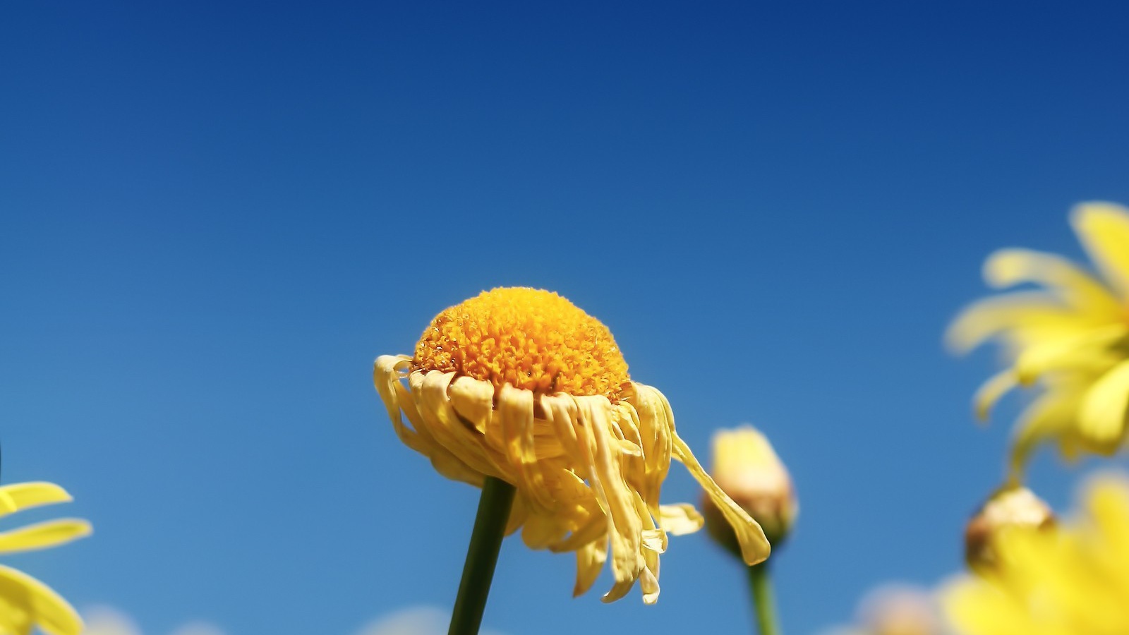 Засохший цветок