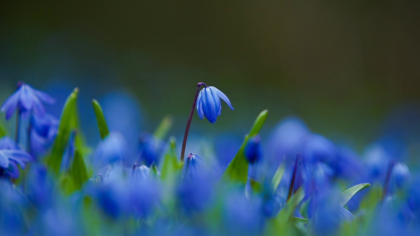 Цветы синие пролески