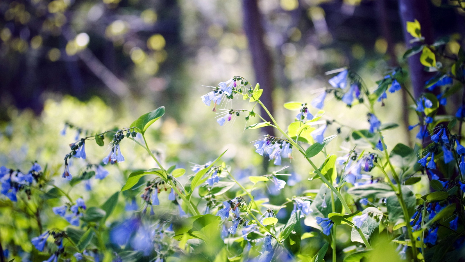 Лесные цветы колокольчики