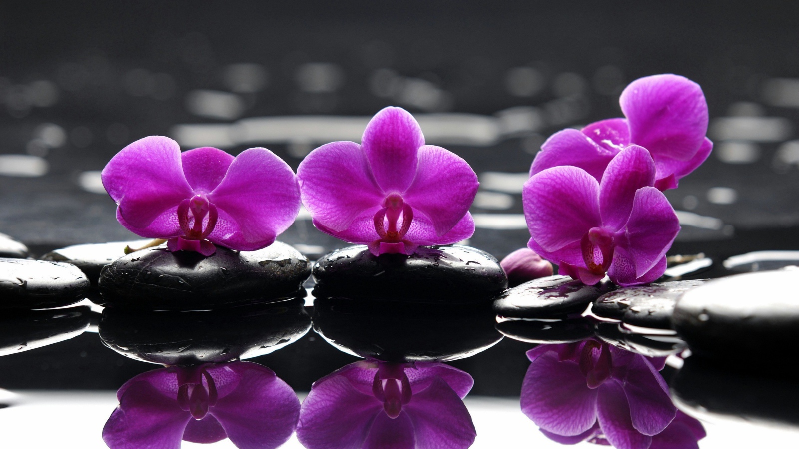 Розовые орхидеи на камнях