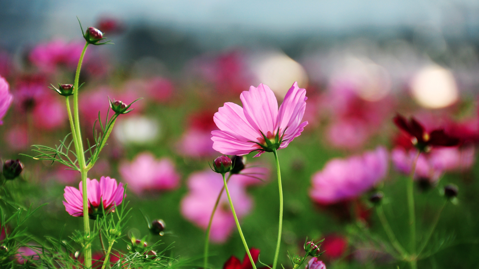 Розовые лепестки космеи