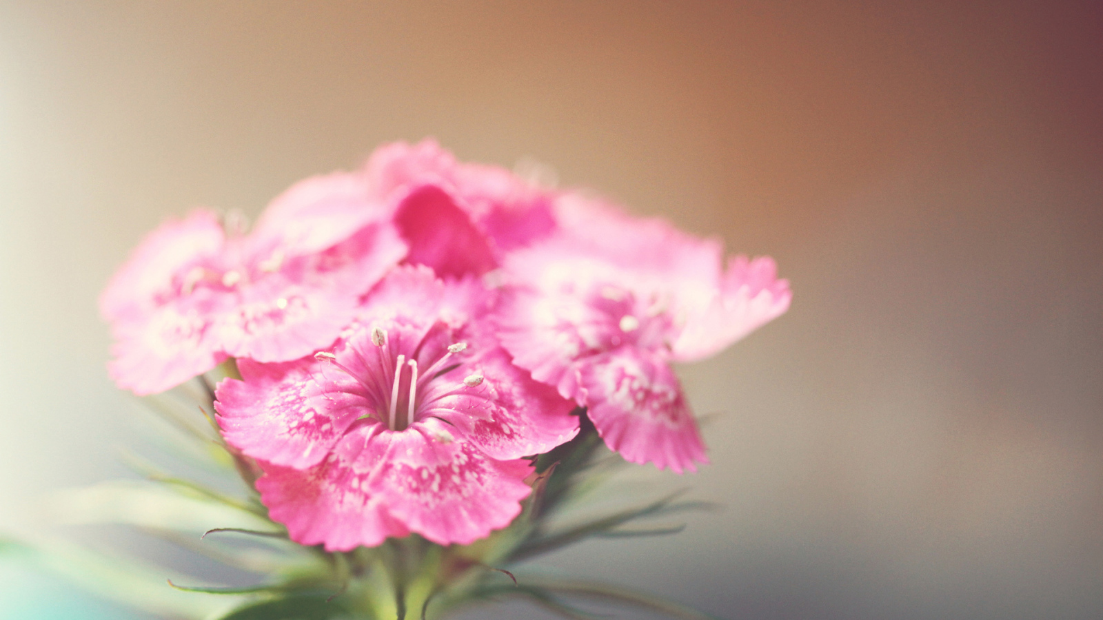 Розовые фиалки