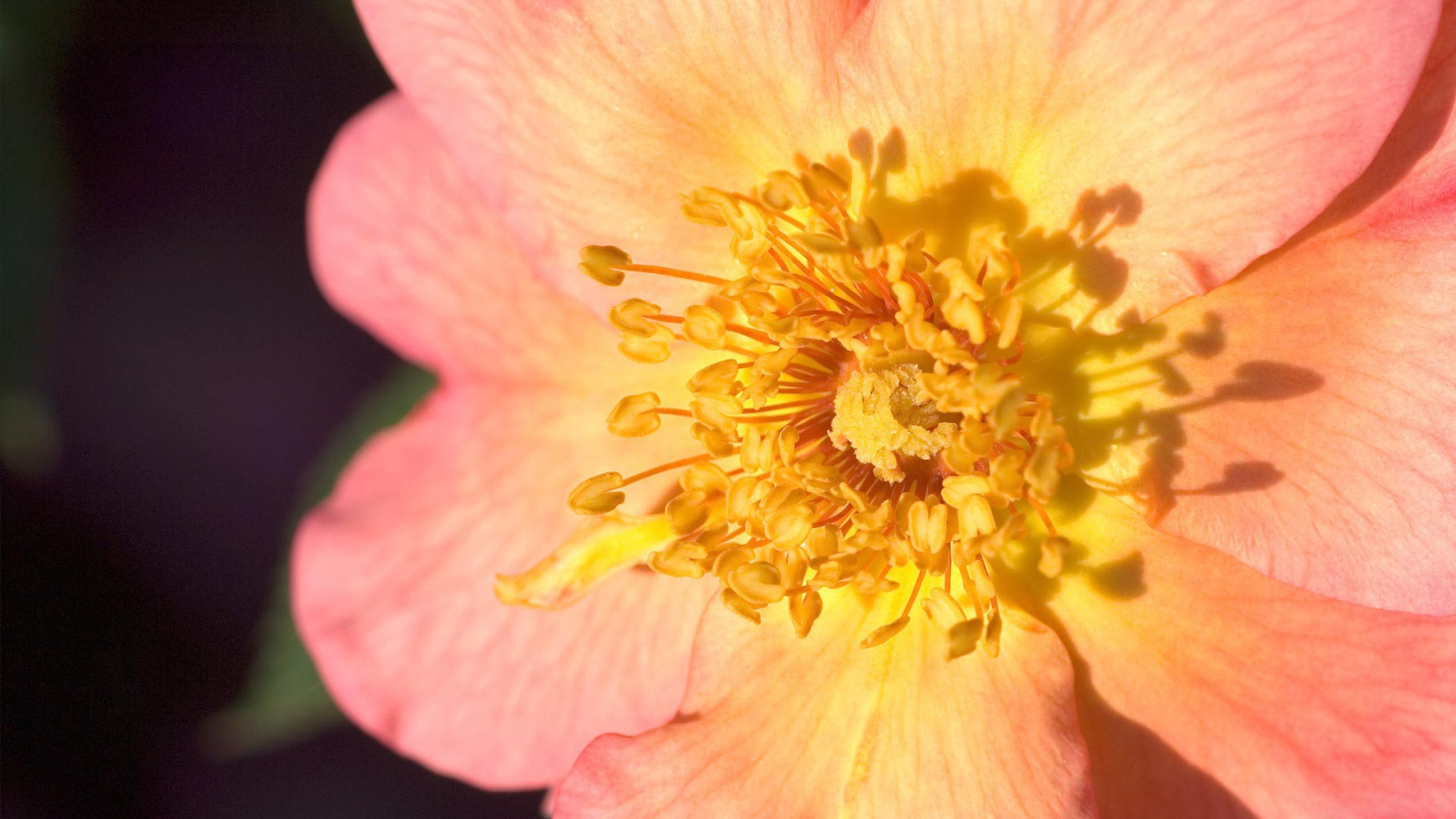 Пестики цветка