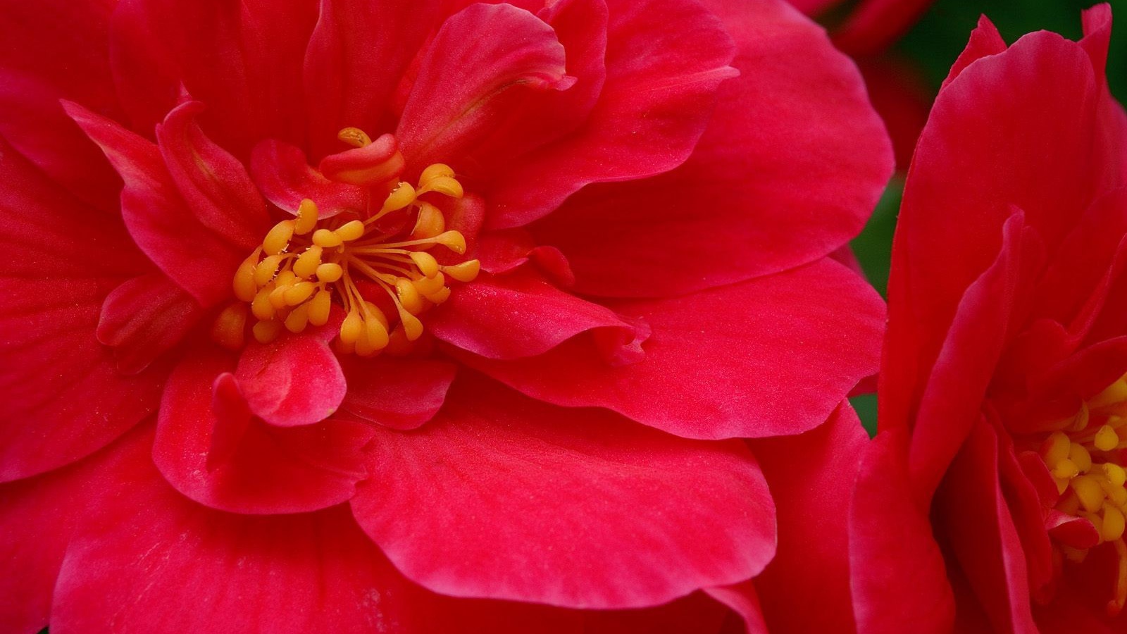 Красные большие цветы