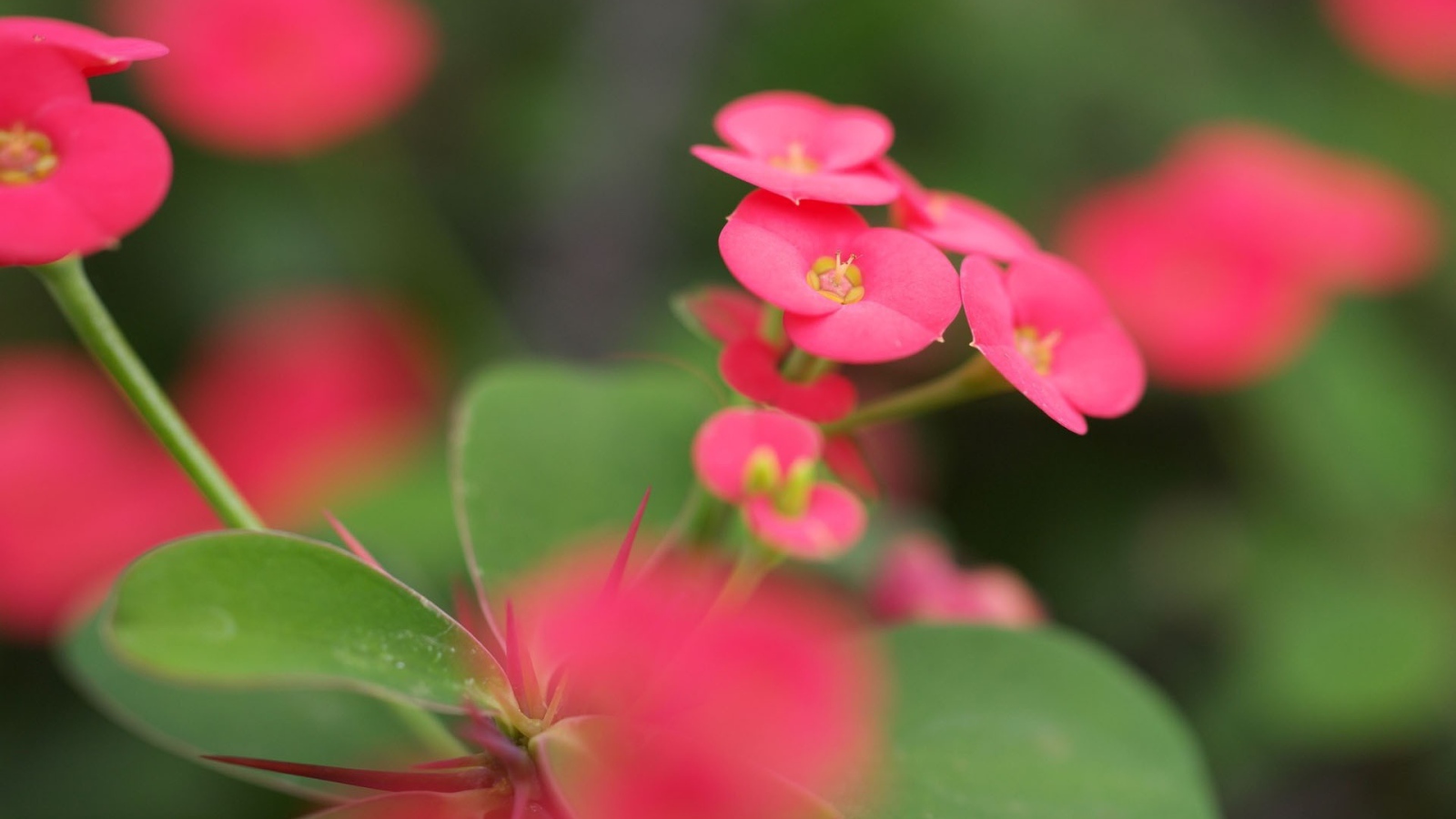 Красные мелкие цветы