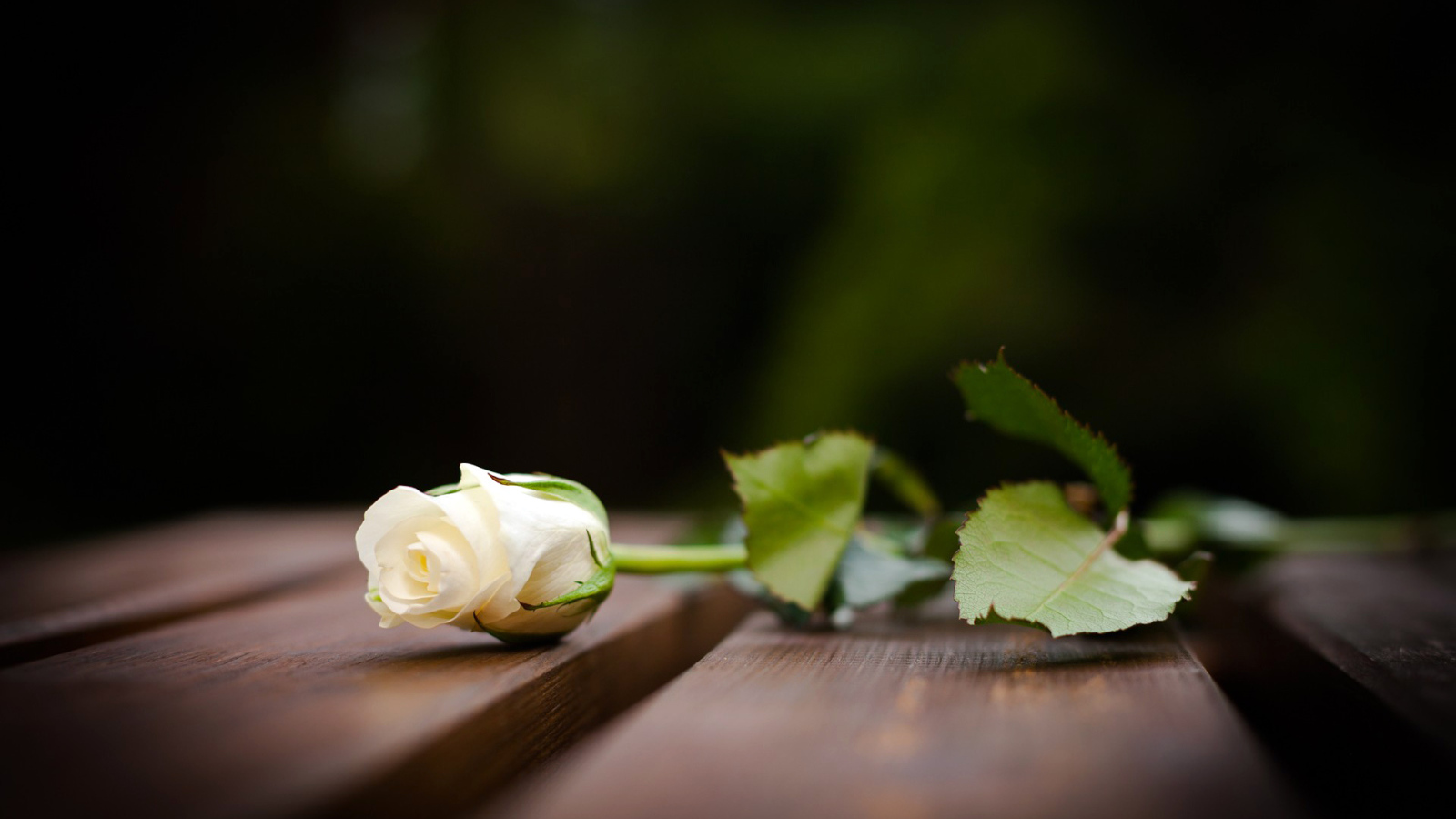 Бутон белой розы