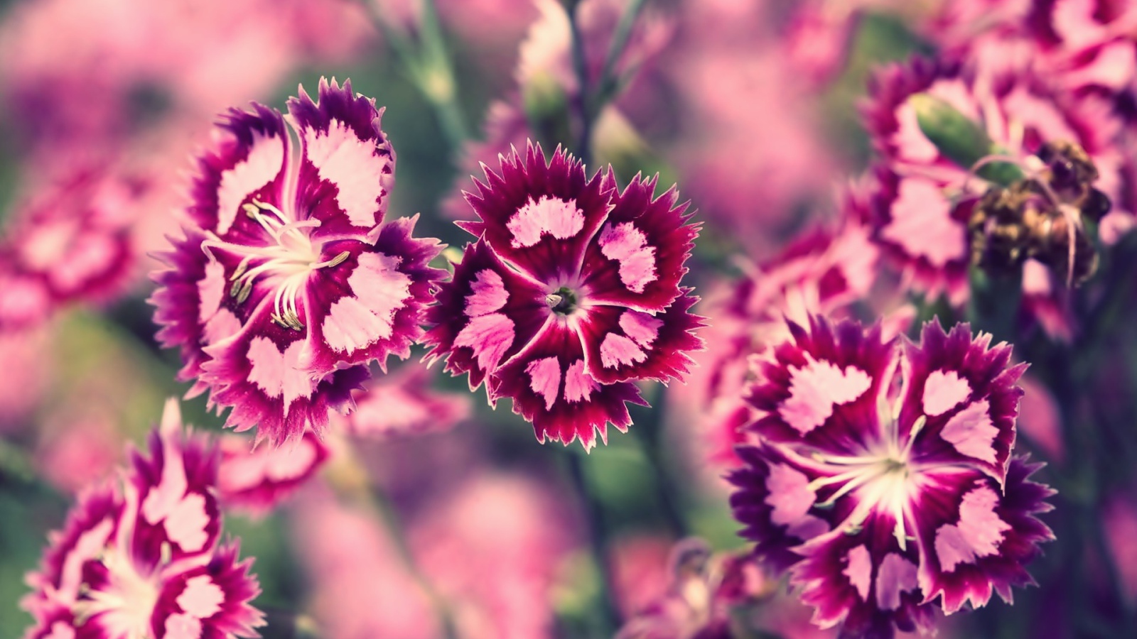 Бело розовые цветы весной