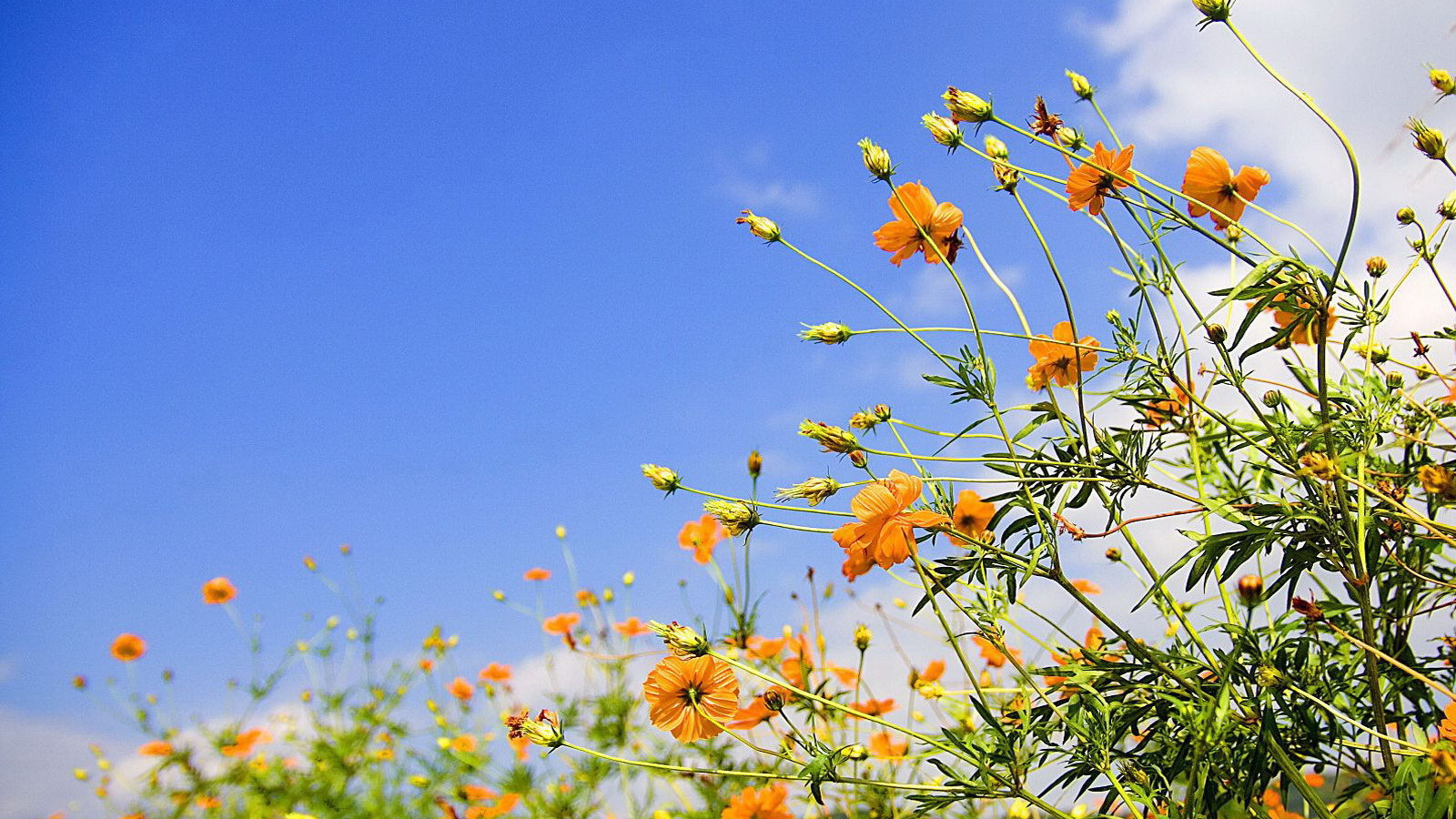 Полевые цветы на фоне неба