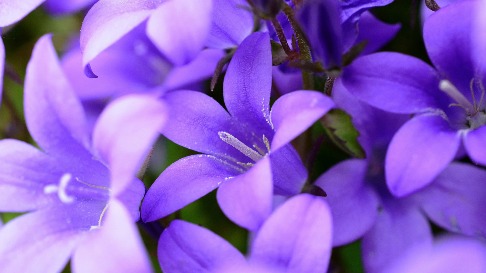 Фиолетовые колокольчики