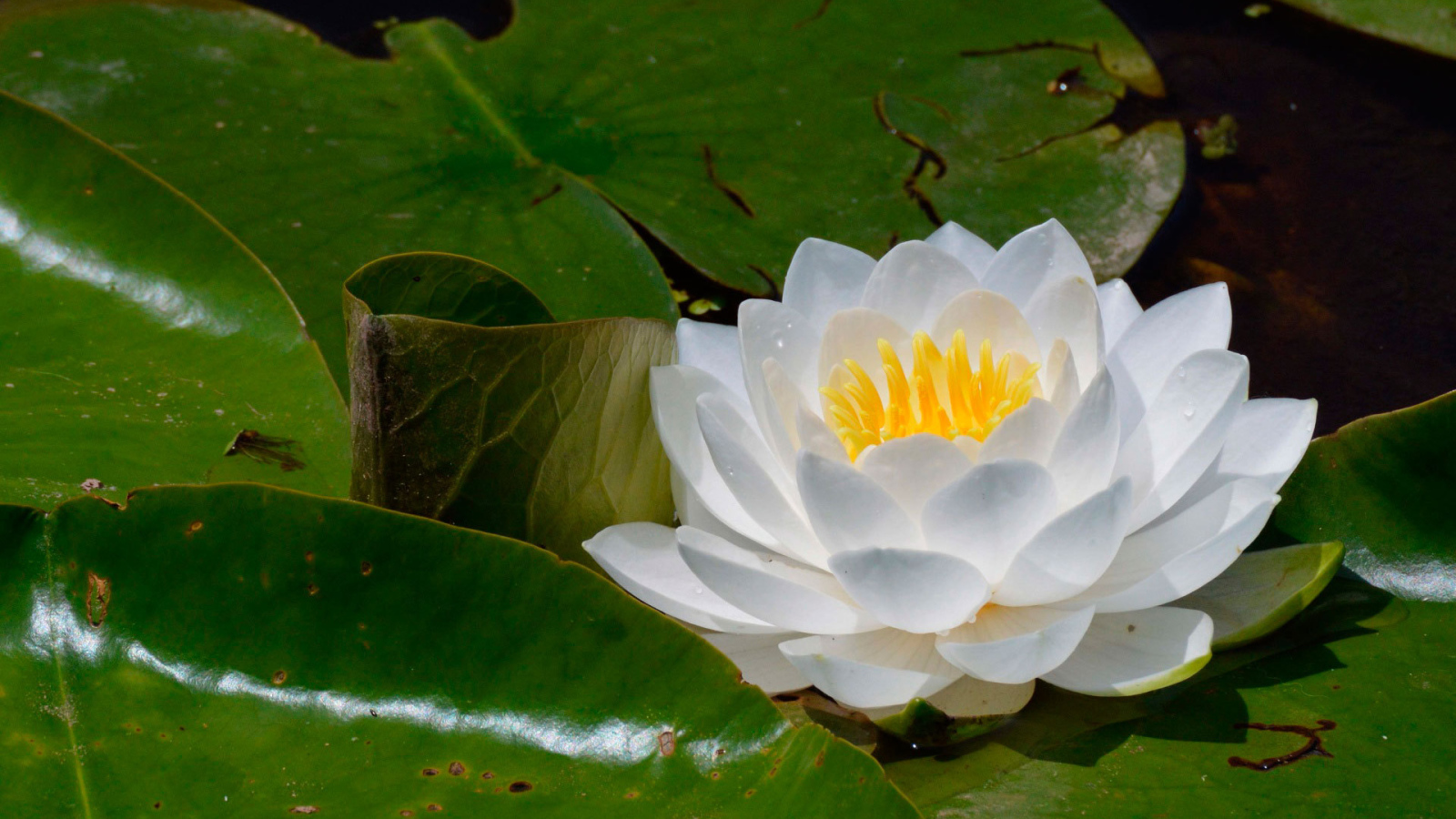 Цветок нимфея