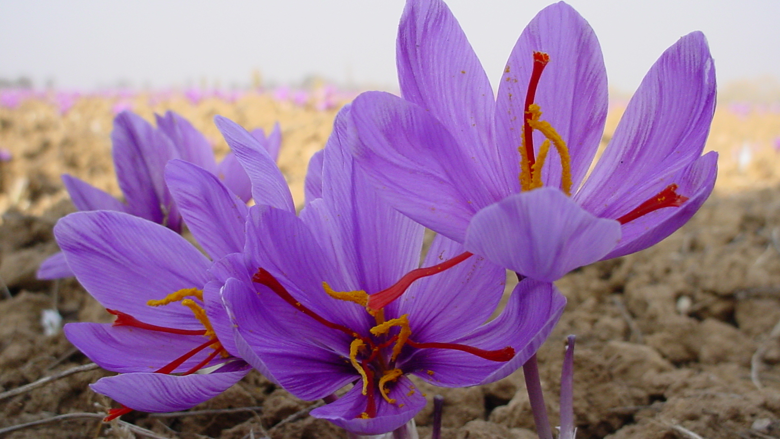 Цветы шафран 