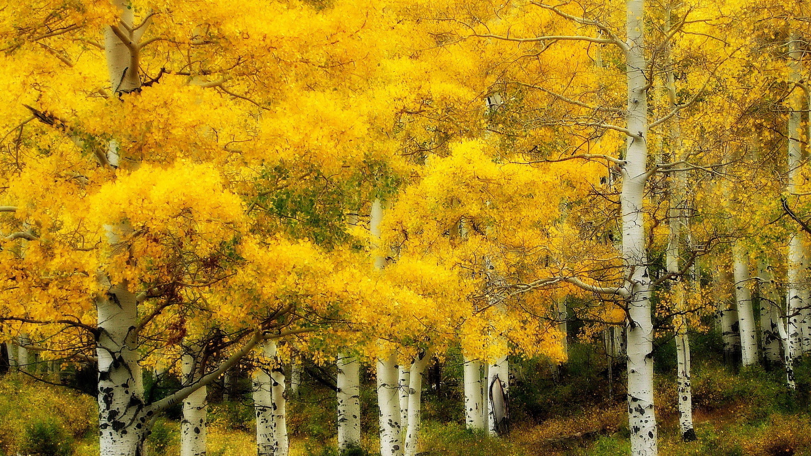 Осень в березовой роще