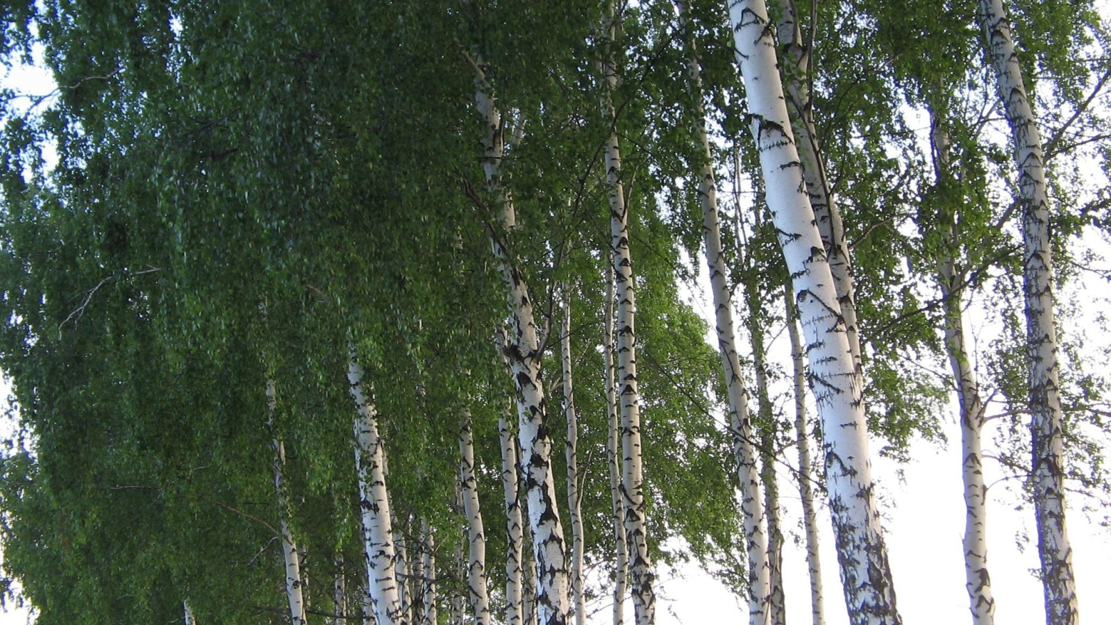 Crown of birch trees