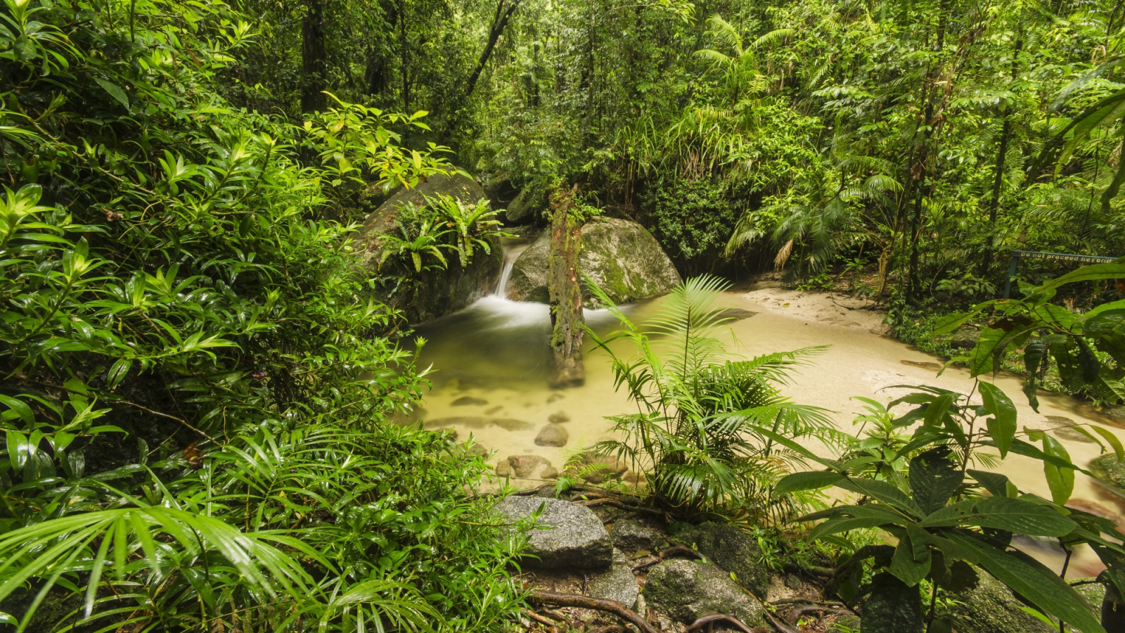Густой тропический лес