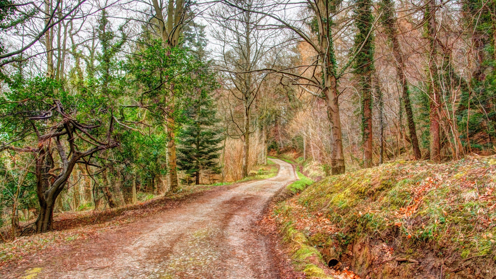 Мрачный лес осенью