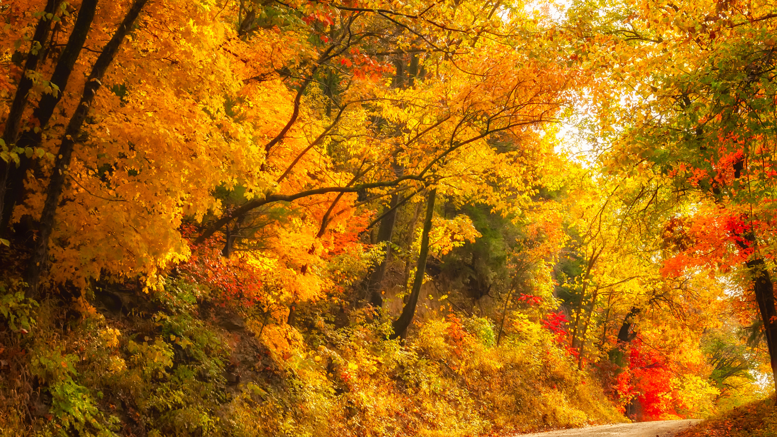 Глубокая осень в лесу