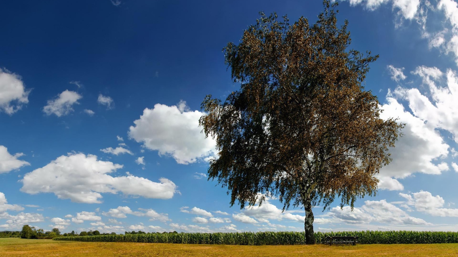 Одинокая береза