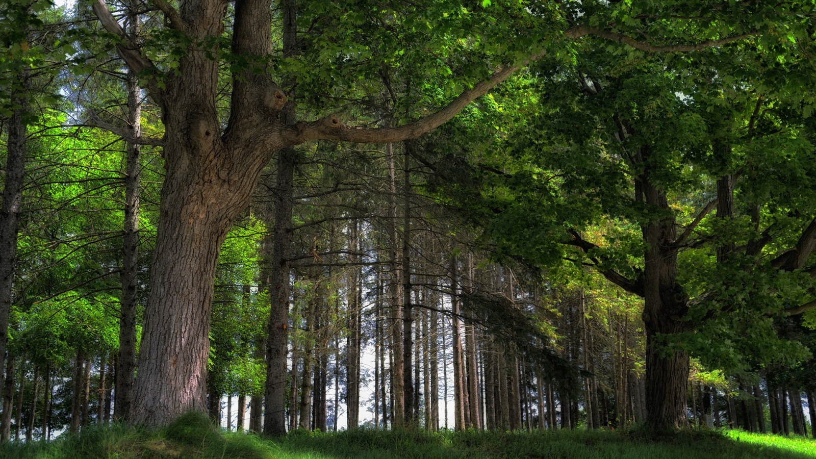 Дубовый лес