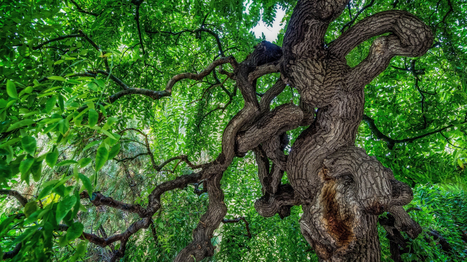 Сильно изогнутое дерево в лесу