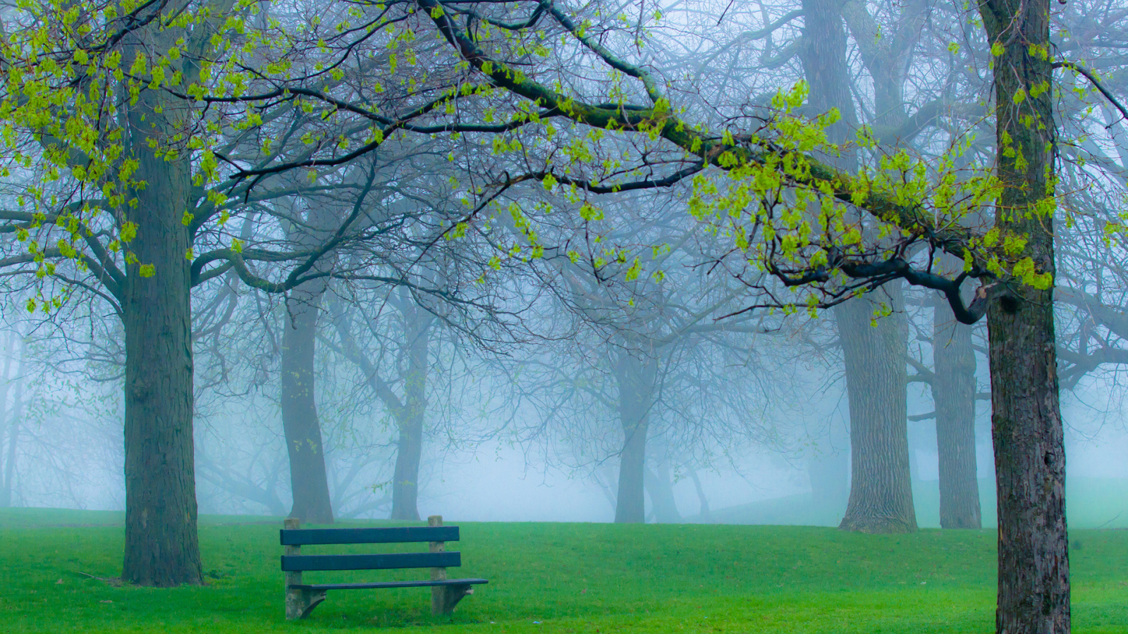 Скамейка в туманном парке